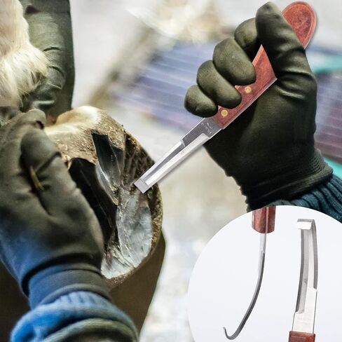 12pcs أدوات Farrier Profession in Saudi Arabia