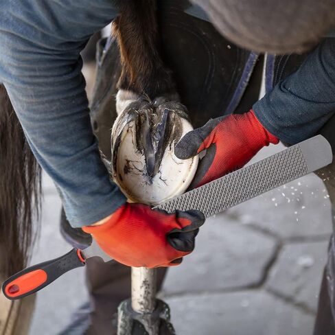 12pcs أدوات Farrier Profession in Saudi Arabia