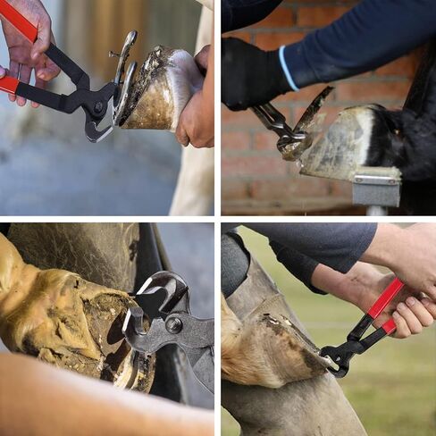 12pcs أدوات Farrier Profession in Saudi Arabia