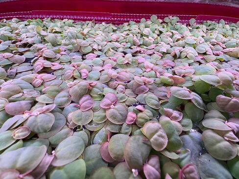 Red Root Floater Live Aquarium Plants ، Phyllanthus fluitans ، 4 أوقية كوب (40+ أوراق) in Kuwait