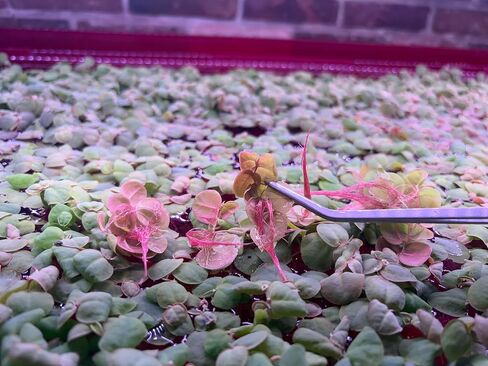 Red Root Floater Live Aquarium Plants ، Phyllanthus fluitans ، 4 أوقية كوب (40+ أوراق) in Kuwait