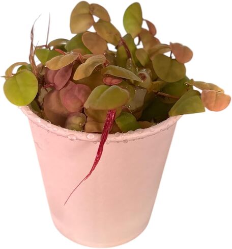 Red Root Floater Live Aquarium Plants ، Phyllanthus fluitans ، 4 أوقية كوب (40+ أوراق) in Kuwait