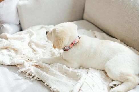 Personalized Floral Dog Collar With Metal Buckle, Handmade Laser Engraved in Saudi Arabia
