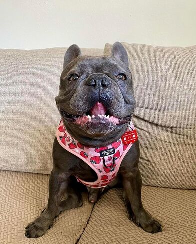 Strawberry Dog Harness – Adjustable No Pull Pet Harness with Dual D-Rings – Cute Pink Summer Design for Small to Large Dogs (XS–L) – Soft, Breathable Mesh in Saudi Arabia