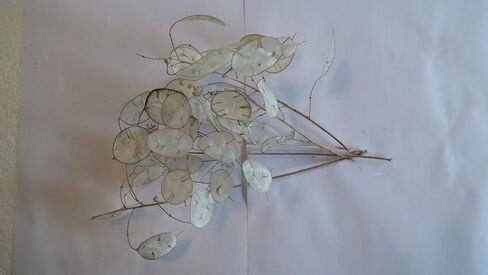 Lunaria المجفف ، خمسة سيقان 4 "-6" ، مع سيتيلات على شكل قرص ، لحفلات الزفاف ، الذكرى السنوية ، الاحتفالات. محصول 2025 جديد! in Saudi Arabia