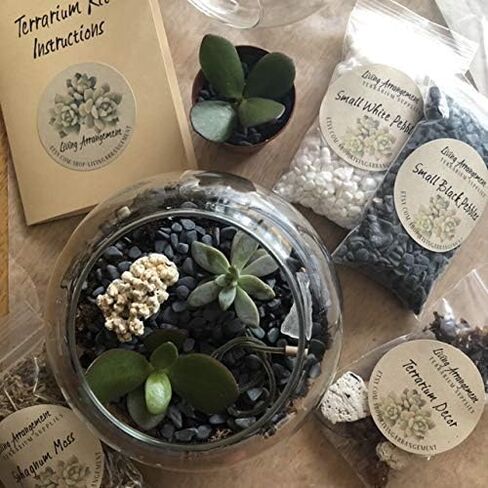Complete DIY Terrarium Kit by Living Arrangement in Saudi Arabia