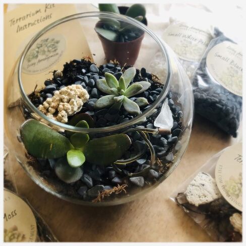 Complete DIY Terrarium Kit by Living Arrangement in Saudi Arabia
