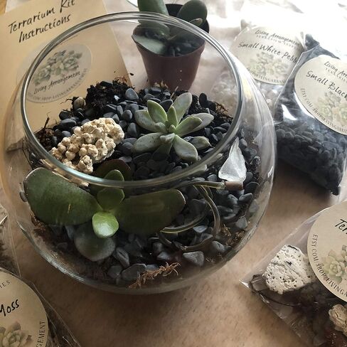 Complete DIY Terrarium Kit by Living Arrangement in Saudi Arabia