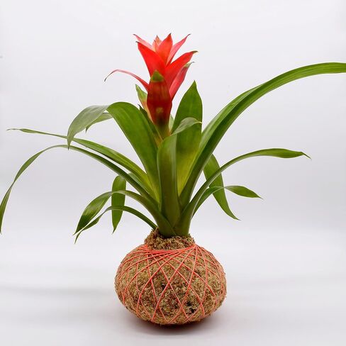 Bromeliad Guzmania Kokedama (Peach) (Kokedama فقط) in Saudi Arabia