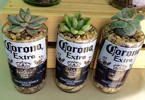 Corona 12oz الزجاج الزجاجية النضرة وكراس الصبار in Saudi Arabia