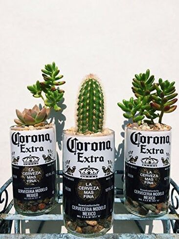 Corona 12oz الزجاج الزجاجية النضرة وكراس الصبار in Saudi Arabia