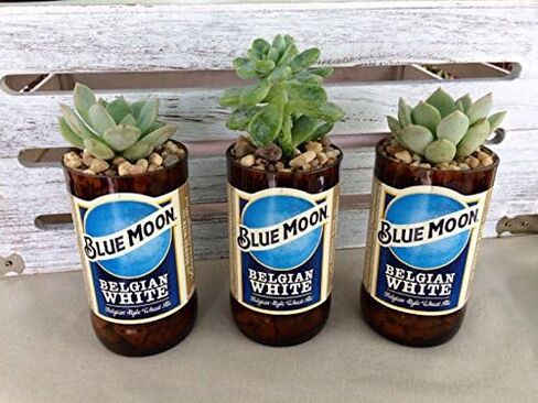 Blue Moon 12 oz Glass Bottle Succulent & Cactus Planter in Saudi Arabia
