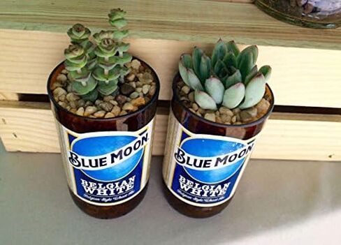 Blue Moon 12 oz Glass Bottle Succulent & Cactus Planter in Saudi Arabia