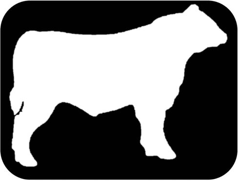 Angus Bull Decal 6" Sticker OS 267 cattle cow aberdeen beef in Saudi Arabia
