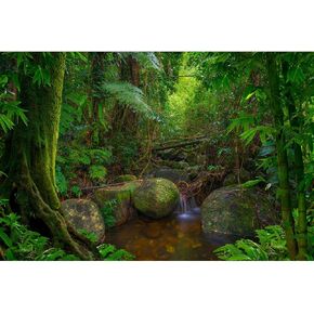 Rock Wall Reptile Habitat Background Greenery-Infused Room Vertical Moss Wall Terrarium Background Nature's Embrace Tropical Green Plants Fish Tank Background Moss Wall Aquarium Background 24x16in in Saudi Arabia