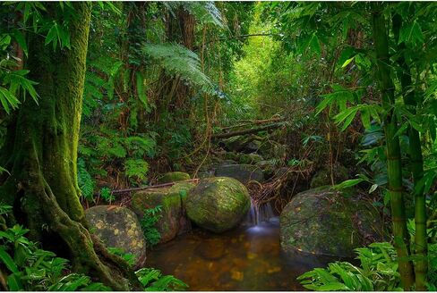 Rock Wall Reptile Habitat Background Greenery-Infused Room Vertical Moss Wall Terrarium Background Nature's Embrace Tropical Green Plants Fish Tank Background Moss Wall Aquarium Background 24x16in in Saudi Arabia