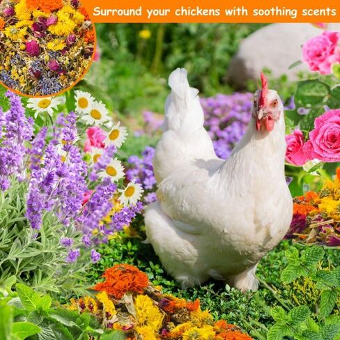 14.11oz Chicken Nesting Herbs Coop Refresher - 10 Premium Edible-Grade Herbs for Chicken Coop Accessories, Nesting Box, Herb Supplement for Backyard, Deodorizer Freshness, Enhanced Egg Production in Kuwait