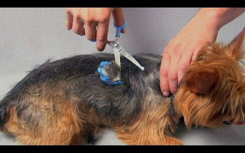 SCAREDY CUT Silent Pet Grooming Kit for Dog, Cat and All Pet Grooming - A Quiet Alternative to Electric Clippers for Sensitive Pets (Left-Handed Pink) in Saudi Arabia