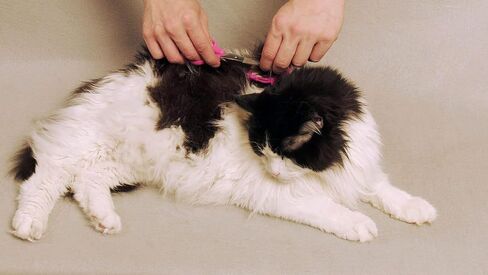 SCAREDY CUT Silent Pet Grooming Kit for Dog, Cat and All Pet Grooming - A Quiet Alternative to Electric Clippers for Sensitive Pets (Left-Handed Pink) in Saudi Arabia