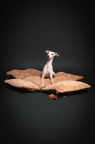 Noah & Paw Dog Car Carrier ، مقعد سيارة صغير للكلب للحيوانات الأليفة الصغيرة المتوسطة مع مقطع تسخير ، ميزة سلامة 4x ، سرير سفر معزز ، قابلة للغسل ، رغوة العظام ملفوفة بجلد نباتي ، نباتي ، in Kuwait