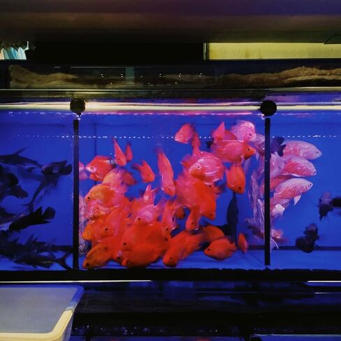 UXCELL 2PCS Aquarium Fish Fish Distider ، 12 × 12 بوصة من البلاستيك قفص البيض الصناديق الناشر الفاصل الفاصل السفلي مع مقاطع المصاصة وأكواب الشفط للحوض الأسود ، الأسود in Saudi Arabia