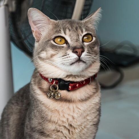 أجراس الكلاب لتتبع الحيوانات الأليفة 2 حزمة صاخبة إضافية Cat Dogs Twlar Bells Copper Bell for Dog Pet Tracker Tracker Pets Exclars - تعرف على أين حيواناتك الأليفة - البرونزية in Saudi Arabia