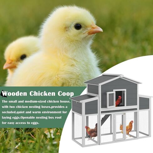 Coop Wooden Chicken For 2-6 Dickens ، منزل دجاج في الهواء الطلق مع صناديق العش وصناديق العش الخارجية ، House House House Hutch Dicken Cage مع سقف ومقاوم للماء ، (66''lx32''wx53''h) in Saudi Arabia