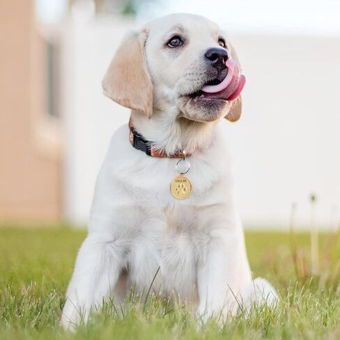 Dogs ID Tags Personalized Double Sided Deep Engraved Cat & Dog Collar Charm Round Shape Frosting Process Silver/Gold Plated (PAW-Gold) in Kuwait