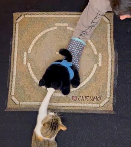 The Original CATSUMO Interactive Cat Wrestling Puppet in Saudi Arabia