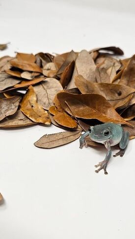 Live Live Leaf Stertricle Terrarium Bedding Isopod Dart Frog الركيزة (1 جالون) in Saudi Arabia