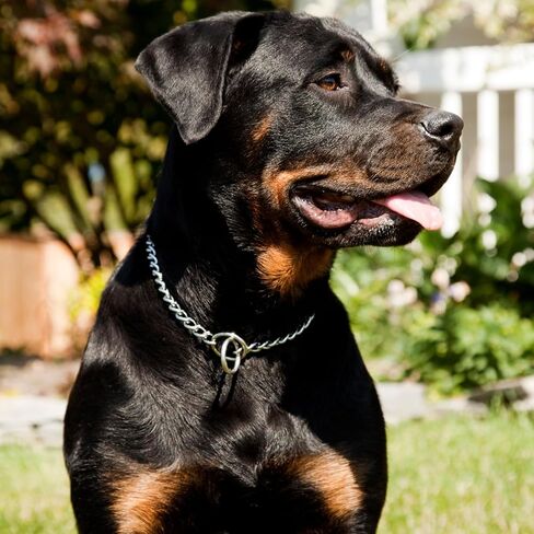 Chain Collar for Dogs, Metal Slip Link Heavy Duty Dog Choker Collar Training Puppy Collars for XXS XS Small Medium Large Dogs, Silver S in Kuwait