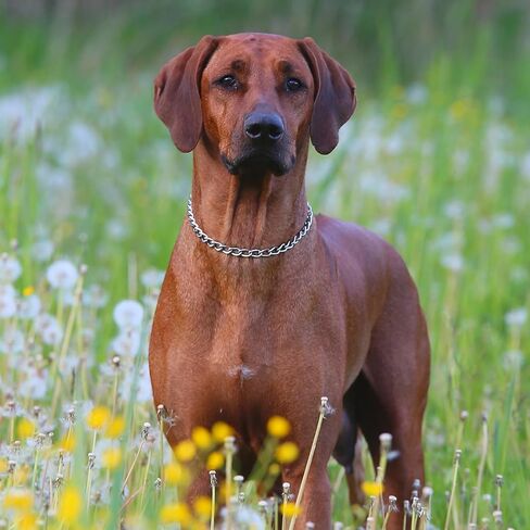 Chain Collar for Dogs, Metal Slip Link Heavy Duty Dog Choker Collar Training Puppy Collars for XXS XS Small Medium Large Dogs, Silver S in Kuwait