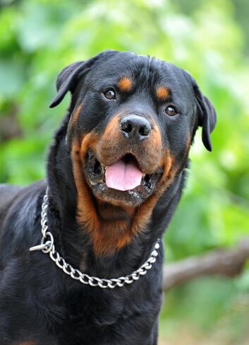 Chain Collar for Dogs, Metal Slip Link Heavy Duty Dog Choker Collar Training Puppy Collars for XXS XS Small Medium Large Dogs, Silver S in Kuwait