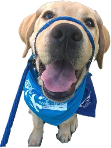 Not So Fast Rover No-Pull Dog Headcollar - The Most Innovative Solution to Pulling - Corrects Your Dog's Pulling for Easier Walks - Allows You to Gain Control (Red) in Saudi Arabia