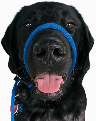 Not So Fast Rover No-Pull Dog Headcollar - The Most Innovative Solution to Pulling - Corrects Your Dog's Pulling for Easier Walks - Allows You to Gain Control (Red) in Saudi Arabia