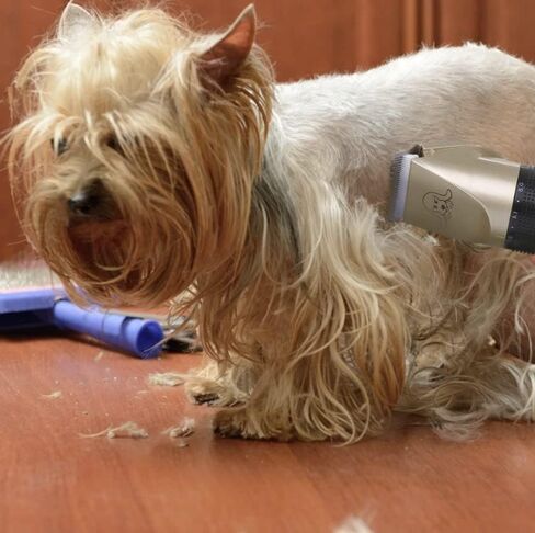 Pet Grooming Tool Set 3 in Saudi Arabia