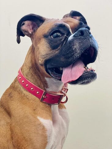 Handmade Personalized Studded Bridle Leather Dog Collar, Copper/Rose Gold Tone Buckle (White) in Kuwait