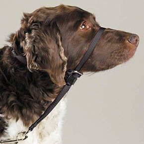 تدريب الكلاب على headcollars بأمان تعليم الجرو الخاص بك على المشي مباشرة (أسود كبير) in Saudi Arabia