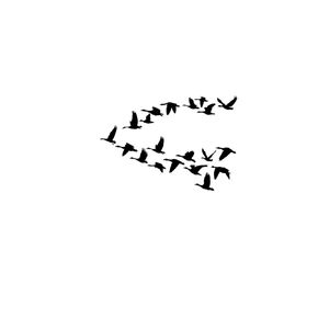 Geese Flying Wall Decal Bird Flying Room Decor Water Fowl College Dorm Room Removable Vinyl Sticker Home Office Decoration Living Room Den (18 X 25 inches) in Saudi Arabia