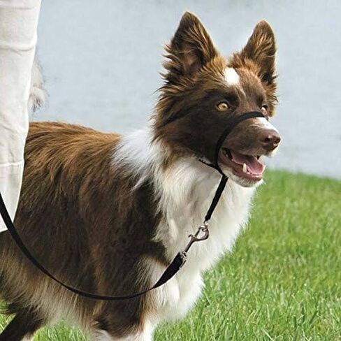 Dog Training Headcollars Safely Teach Your Pup to Walk Straight(Large Headcollar Black) in Saudi Arabia