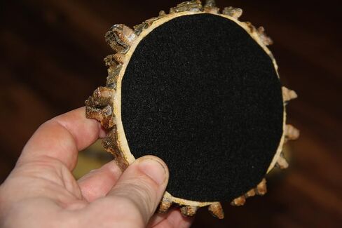 الوقايات اليدوية Hackberry - مجموعة من 4 in Saudi Arabia