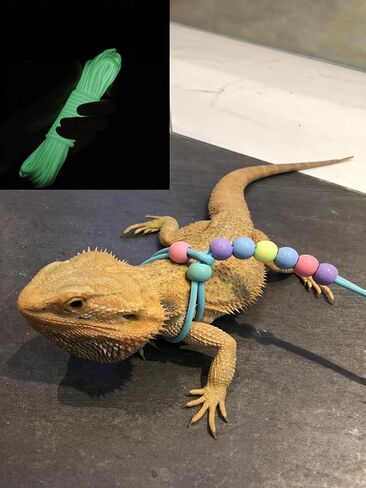 سحلية Dragon Lizard Lizhard Harness Dinosaur Wing Lizard Harness Harness Leash for Dragon Dragon Lizard reptiles Leash Nylon Rope for Crested Gecko Chameleon Guinea Pig Ferrets Hamster Rats (Blue) in Saudi Arabia