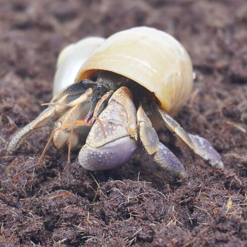 15oz Coco Coir Brick for Hermit Crab, Great Coconut Fiber for Sand Blends, Hermit Crab Accessories in Saudi Arabia