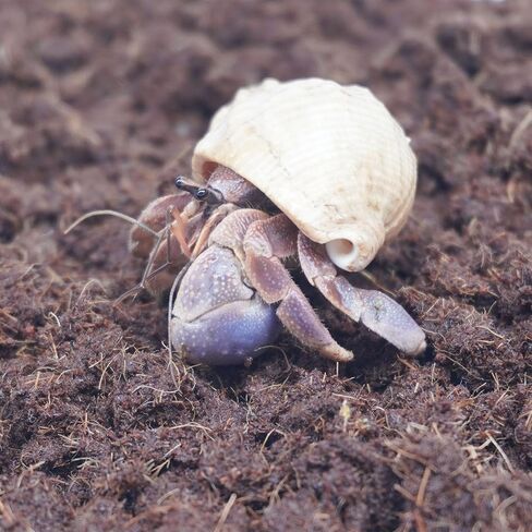 15oz Coco Coir Brick for Hermit Crab, Great Coconut Fiber for Sand Blends, Hermit Crab Accessories in Saudi Arabia