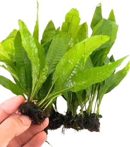 5x جافا سرخس microsorum pteropus يفقد نبات الحوض الحي لزينة خزان السمك in Saudi Arabia