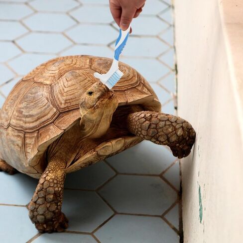 NOLITOY Turtle Cleaning Brush Aquatic Mud Tortoises Shells Removing Brush Cleaner with Grip Rubber Handle for Promoting Shell Health 2pcs in Saudi Arabia