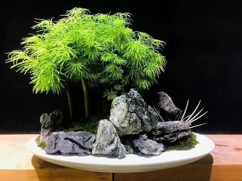 Natural Seiryu Dragon Stone - 20 رطلاً من المناظر الطبيعية لمحوسي السمك لزواحف زواحف خزان الأسماك ودبابة 3-10 بوصة زخرفة حوض السمك in Kuwait