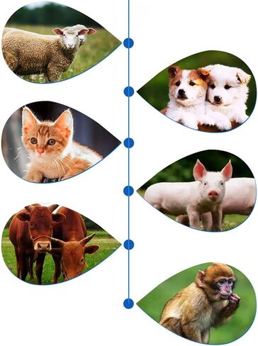 Cat Temperature Meter | Digital Pet Thermograph,Gauge Instant Portable Thermograph for Cattle Indoor Pigs Horse Cats Livestocks Health Dogs in Saudi Arabia
