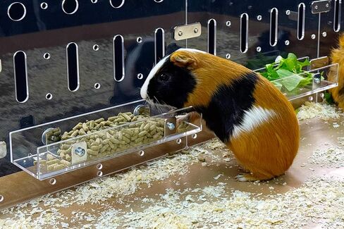 Guinealoft ™ Food Feeder - قل وداعًا للأوعية التقليدية! التغذية النهائية للحيوانات الأليفة الصغيرة مثل خنازير غينيا والأرانب والشينشيلات. صممه وصنعه أصحابها المحنك - غينيا دور علوي حصري in Kuwait