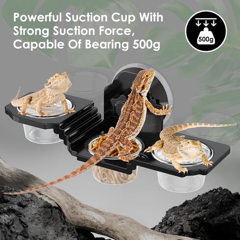 طبق غذائي Crested Gecko ، طبق تغذية الزواحف - حافة التغذية All -In -One مع 6 أكواب PVC ، تصميم كأس شفط قوي - من أجل Crested Geckos و Leopard Geckos و Beated Dragon & Birds in Saudi Arabia